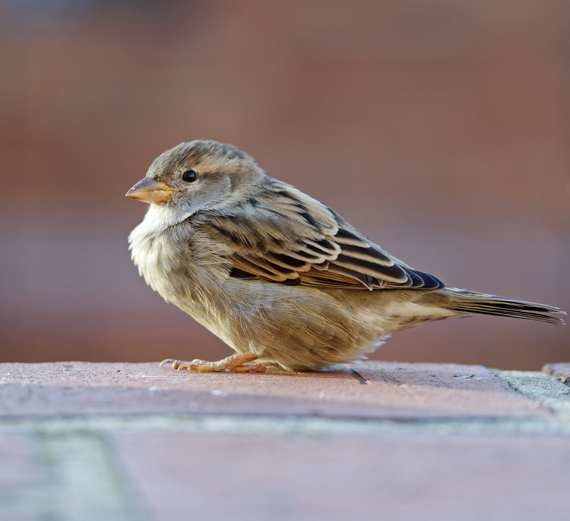 Sparrows, Sproul, Hymns, and Providence